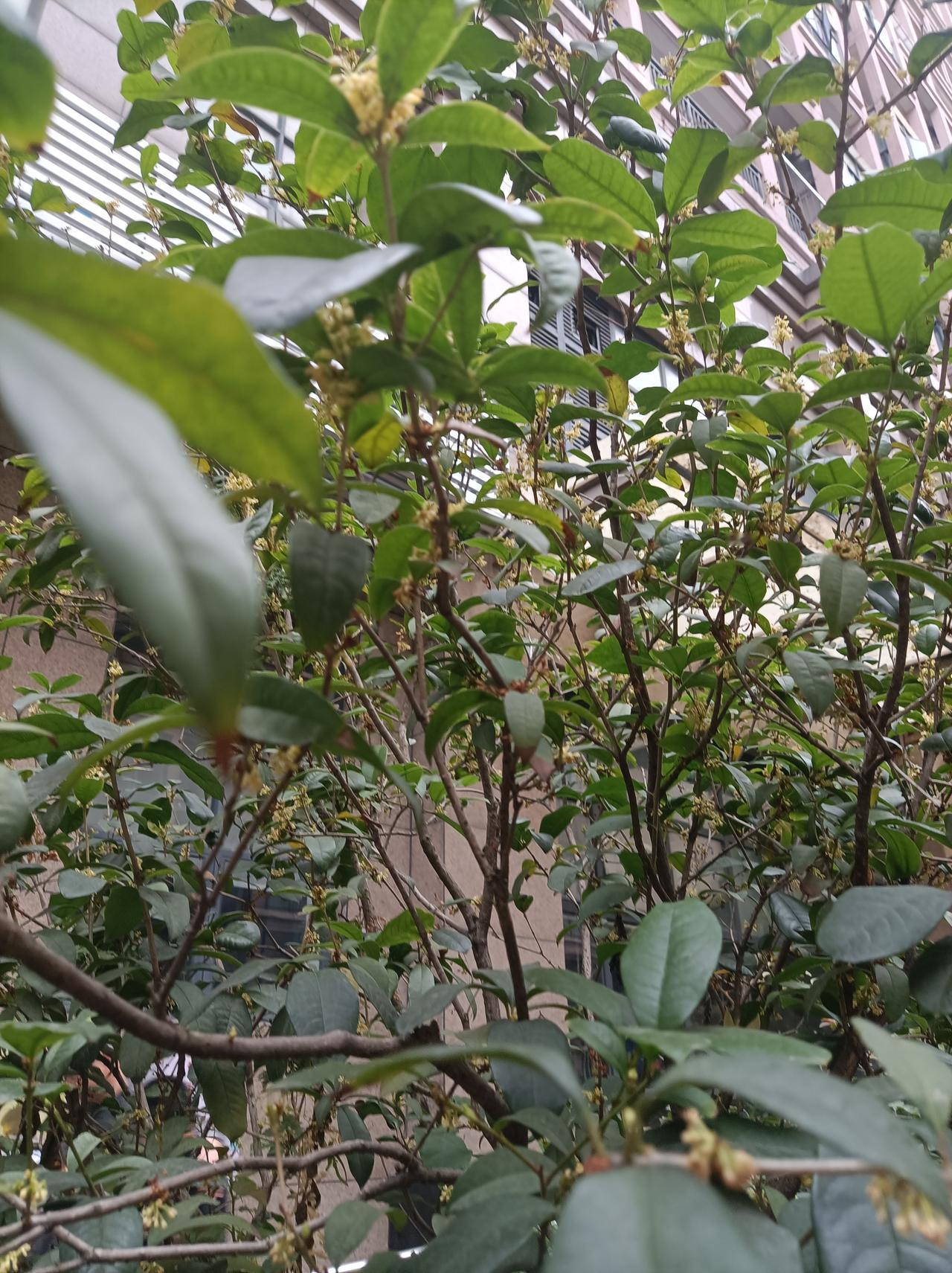 随手拍张照都过年了，我们小区里的桂花还开得很好，太秀了！[赞]