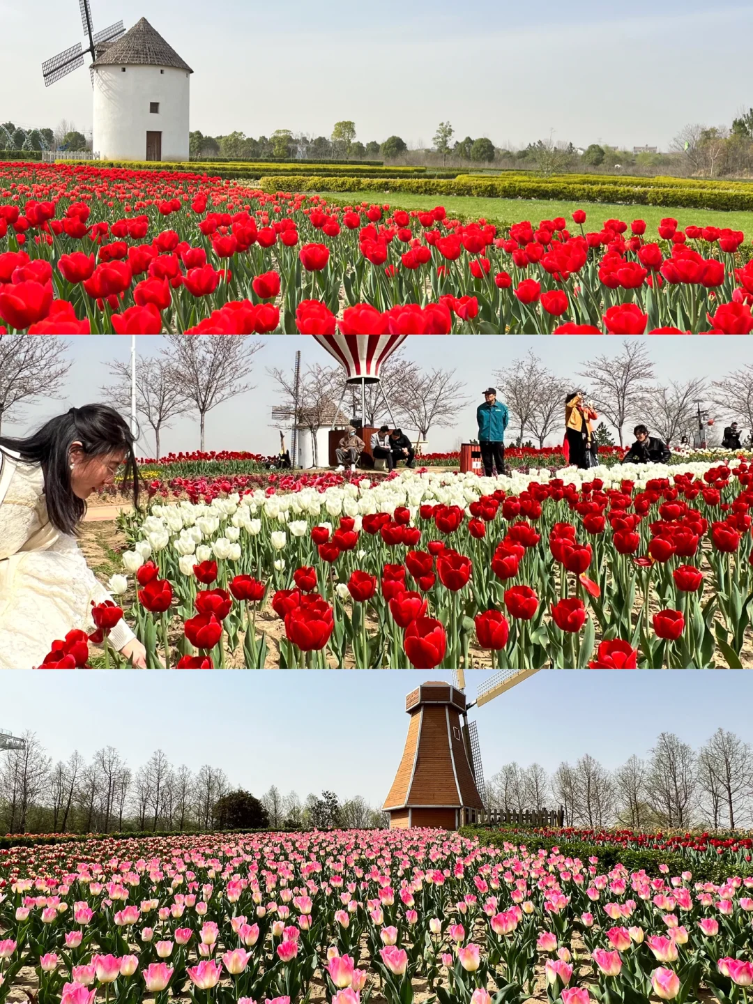 真不是荷兰‼️就在湖北，这郁金香真的太美🔥