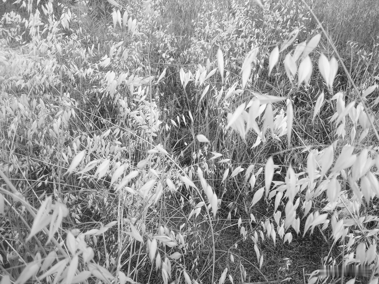 鬼射箭，鬼拉人。小时候，在山中吃完饭，先把筷子折断，怕筷子化成鬼箭，射伤活人。太