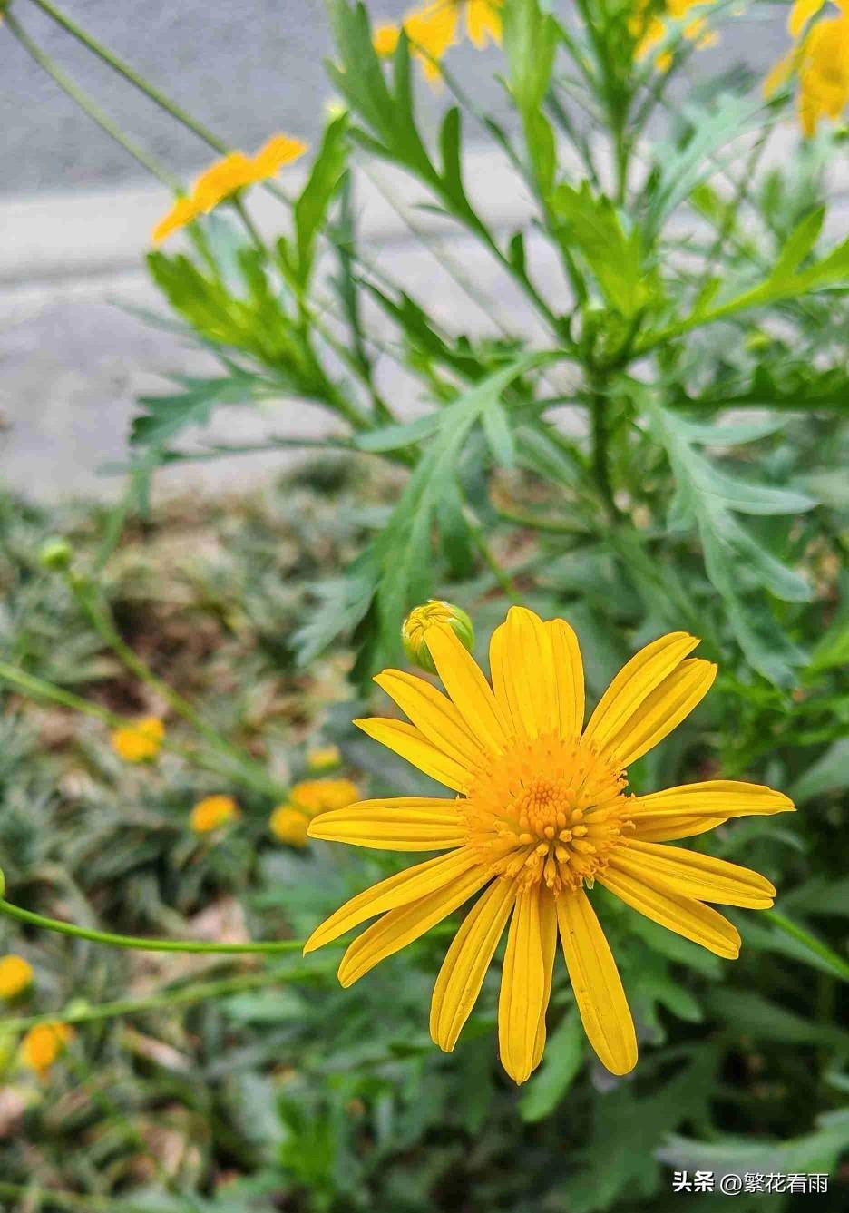 昨天晚上的雨下得很大，没想到今天就天晴了，最低温度15度，最高温度22度，天气不