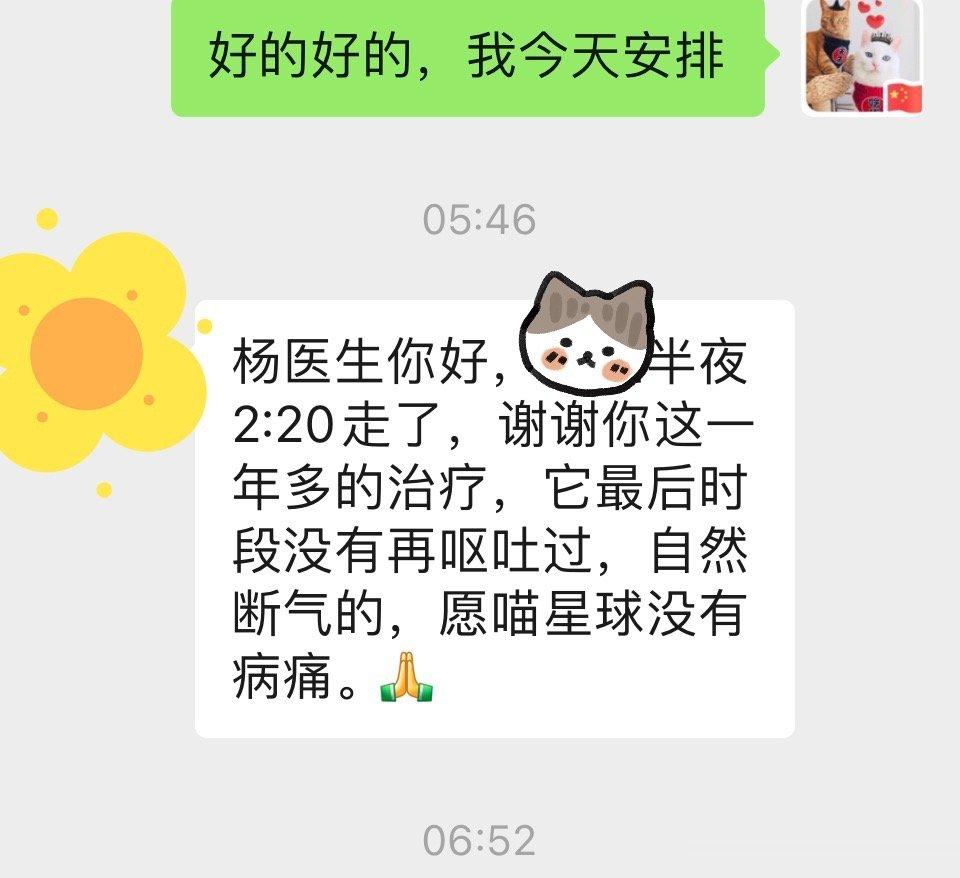 去年3月份接到手里的十二岁胃肠道淋巴瘤猫咪，今天早上两点多走在家里睡过去了……怎