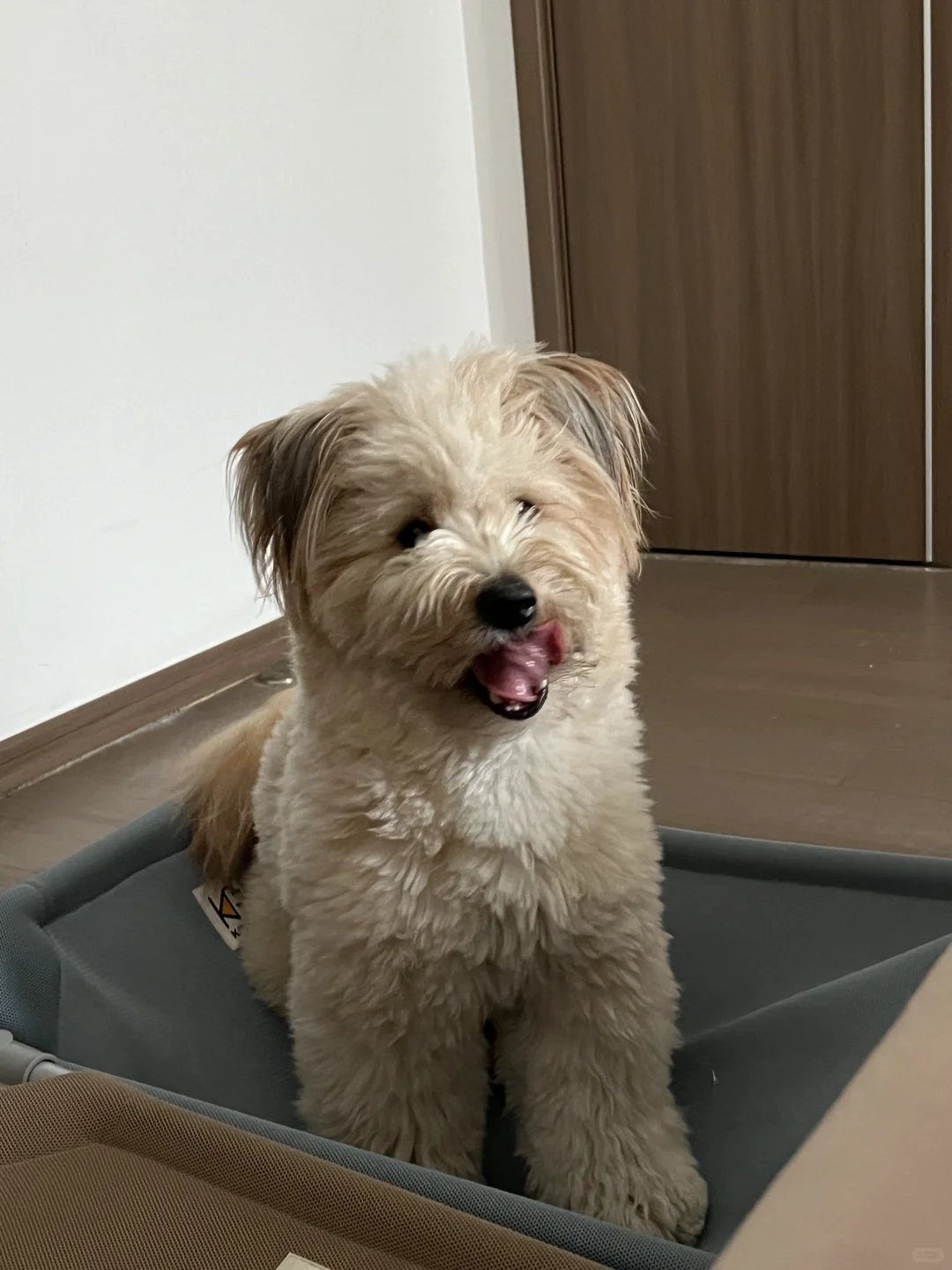 有时候真的怀疑我的小狗是玩具