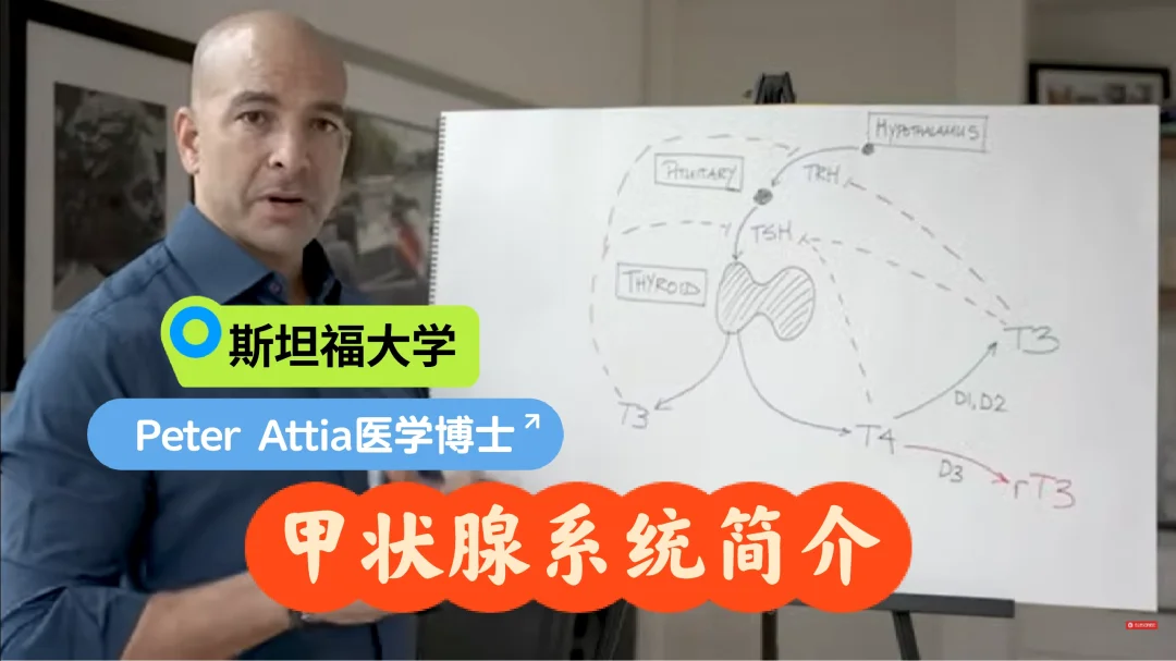 Dr.Peter Attia：甲状腺系统简介