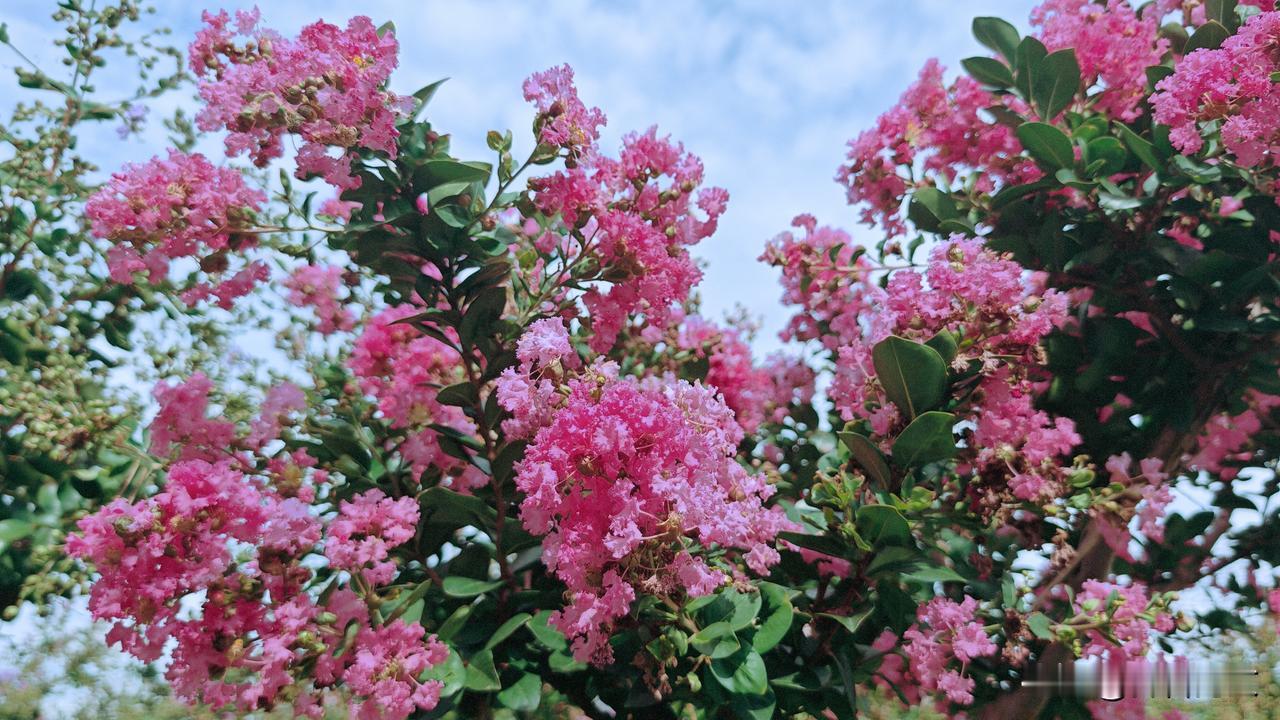 《中秋紫薇花》
莫叹秋深百卉凋，紫薇含笑立清寥。
不须明月来相照，自有丹心映碧霄