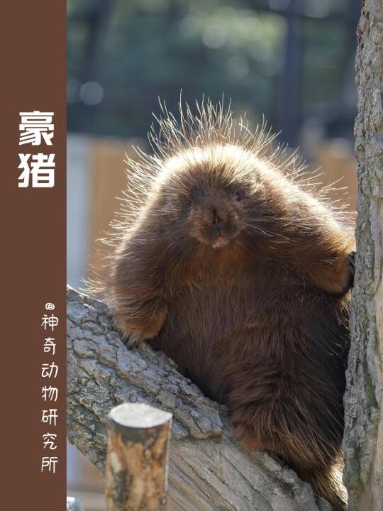 每天了解一种趣味动物👀豪猪