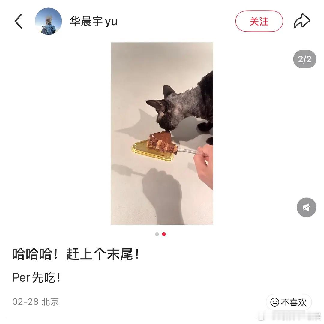 华晨宇怎么给猫吃巧克力？用宠物作秀的人 