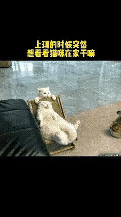 主人上班点开监控，当场羡慕自家猫的神仙生活
 
打工人在外辛苦奔波，主人上班心里