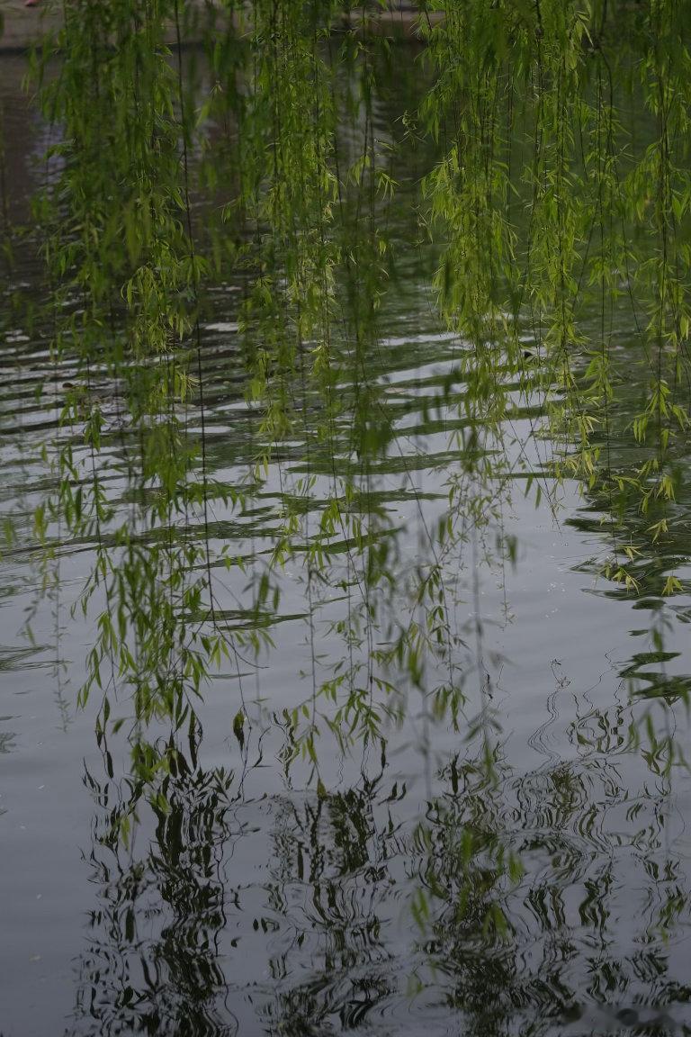 趁着春日的兴致，来苏州可园赴一场春之约。虽恰逢细雨绵绵，天总带着几分湿意，却丝毫