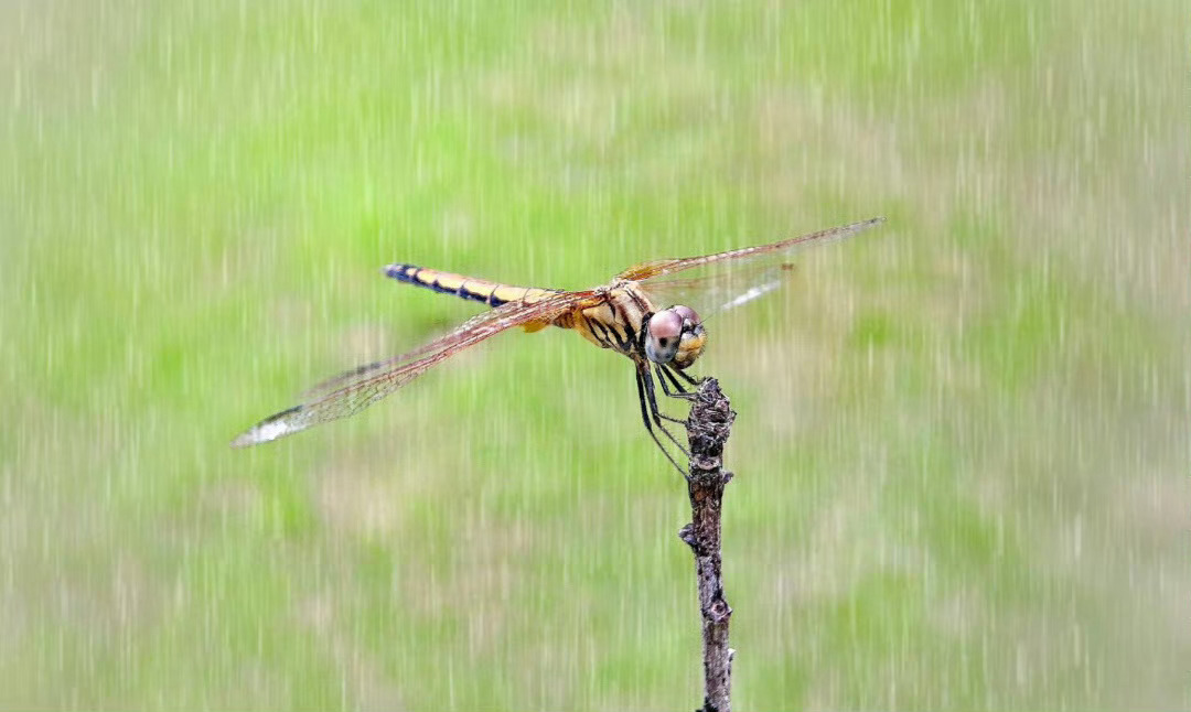 “ 金风送爽已秋天，细雨蒙蒙散似烟。” ​ ​​​