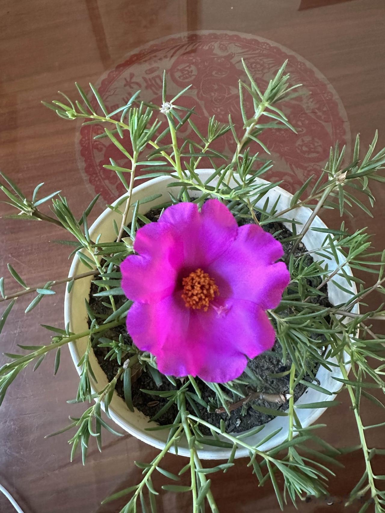 夏日暖阳相伴，太阳花热烈盛放，一花一草装点平淡美好的日常。