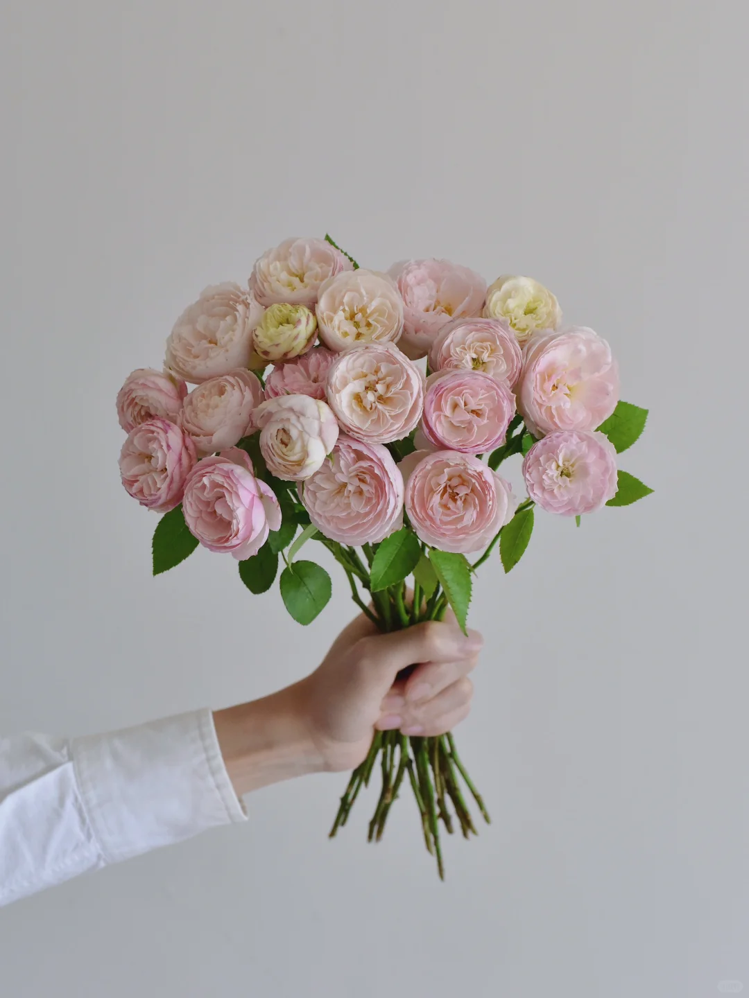 初见玫瑰园·有晴