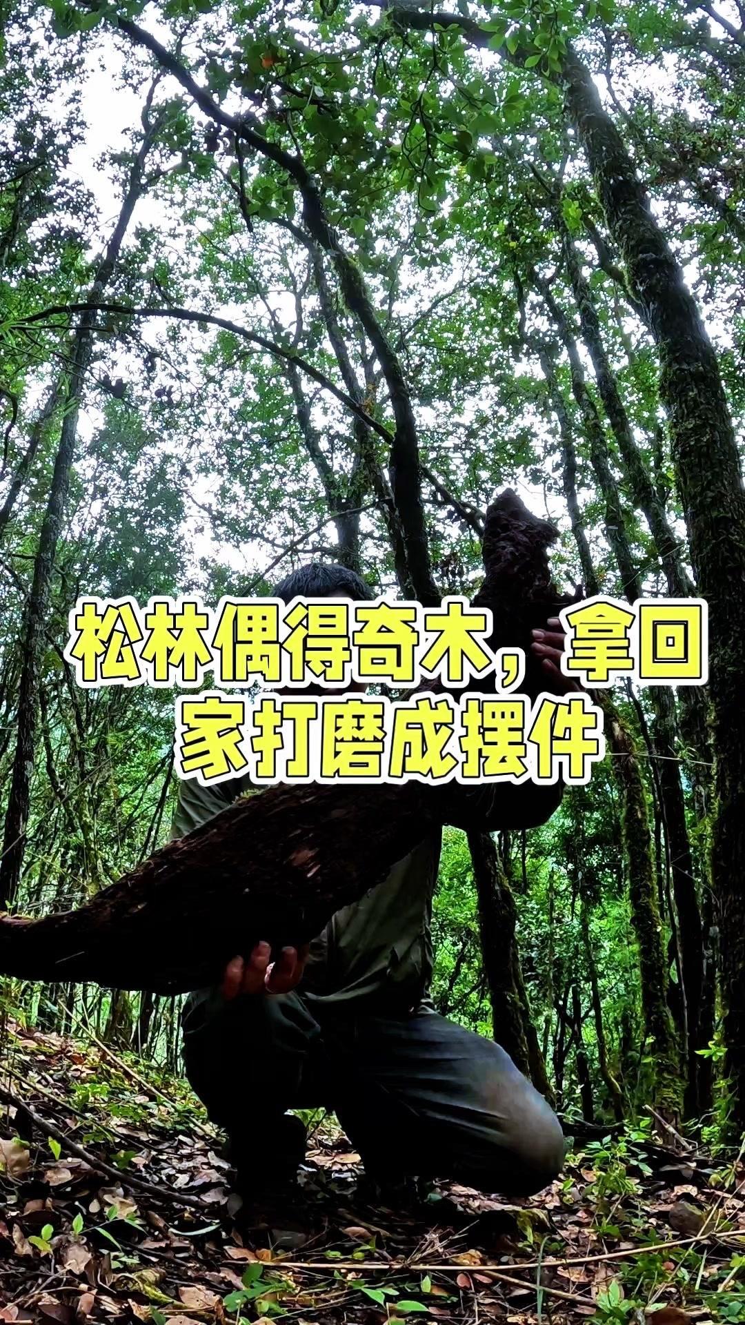 山涧偶得松明木，打磨成摆件绝了～今天在山里闲逛，意外发现块松明木！这种木头自带油