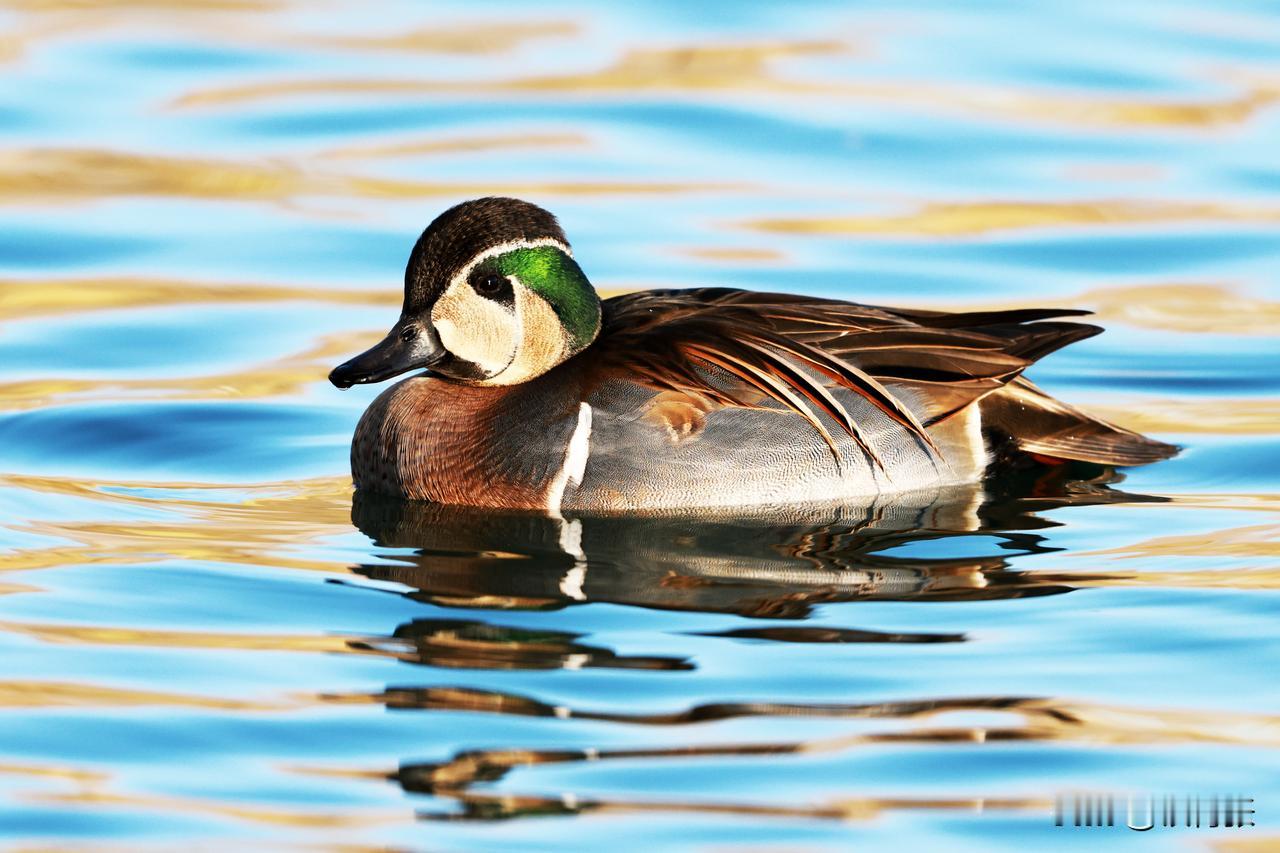 玉渊潭公园又见花脸鸭