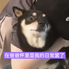 这只小狗你什么眼神！ ​​​
