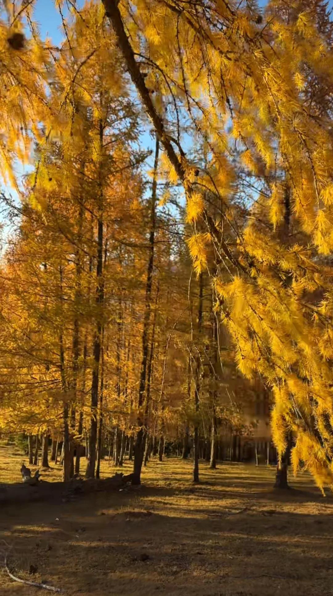 #记录秋日生活点滴#秋意渐浓，金色的阳光洒在大地上，温暖而不炽热，仿佛在诉说着岁