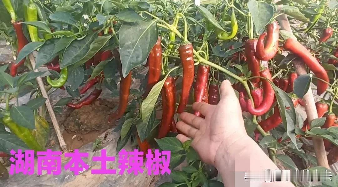 今年省着吃，好不容易把个辣椒留红了。这就是我国失传五百年的本土辣椒，湖南牛角辣椒