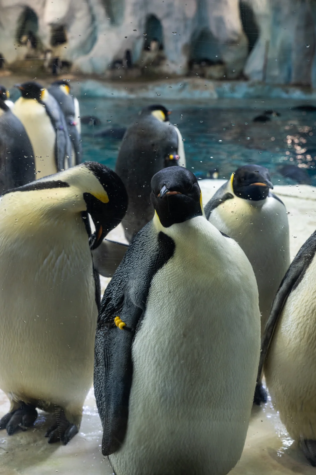 去珠海长隆，发现长得特别像川普的白鲸