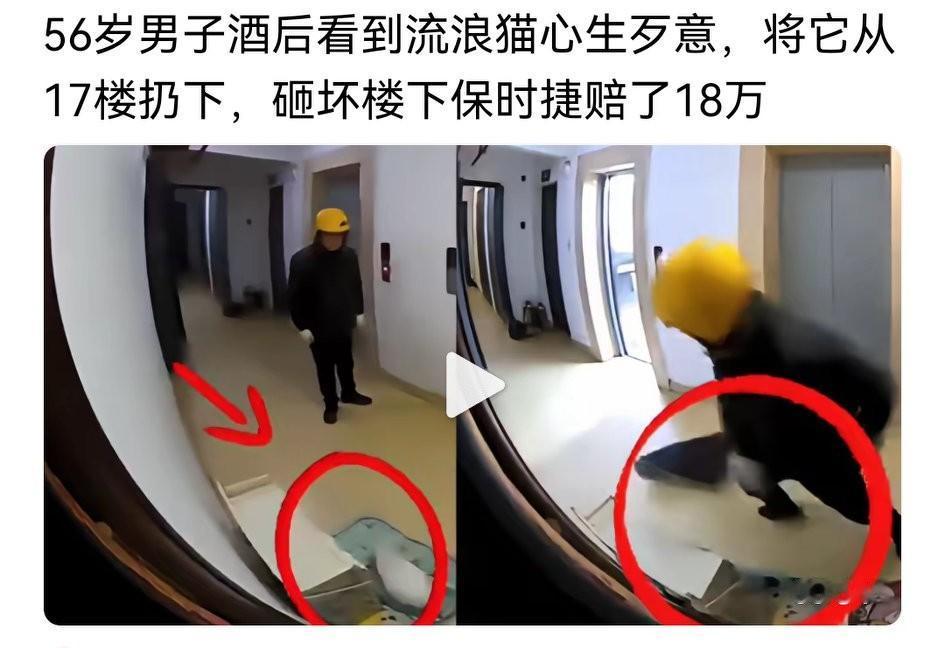 上海浦东一男子把流浪猫从17楼扔下，结果砸坏了楼下一辆价值160万的保时捷。
