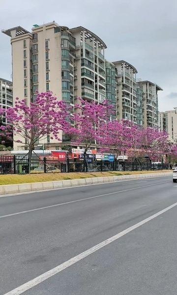 紫花风铃木的也很漂亮啊
📍广州 逸景路(地铁站)
风铃木：黄色耀眼，白色风雅，
