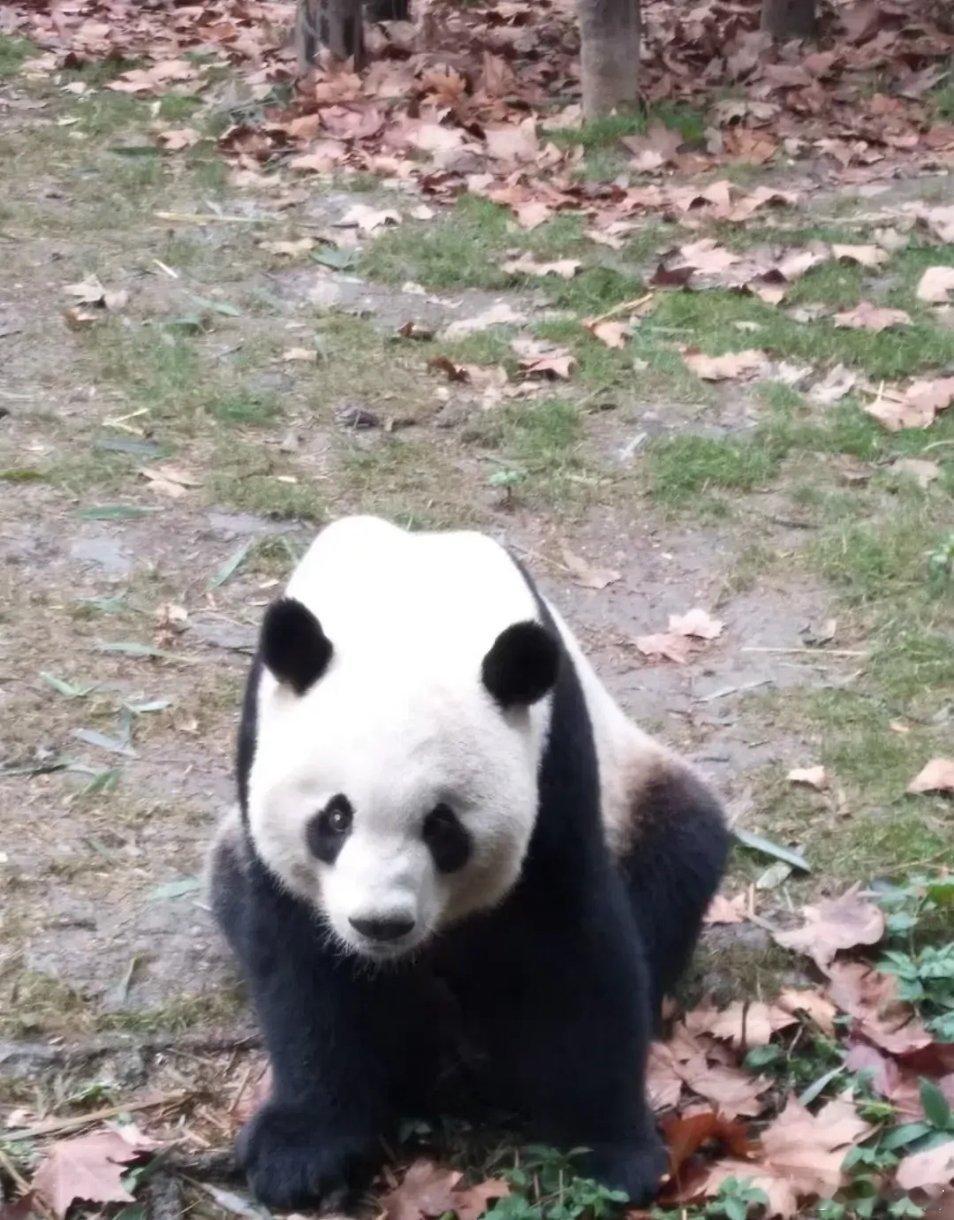 脸盲分辨大熊猫天塌了 大熊猫也有它们自己的交流方式，最著名的就是扳手耳事件！阿宝