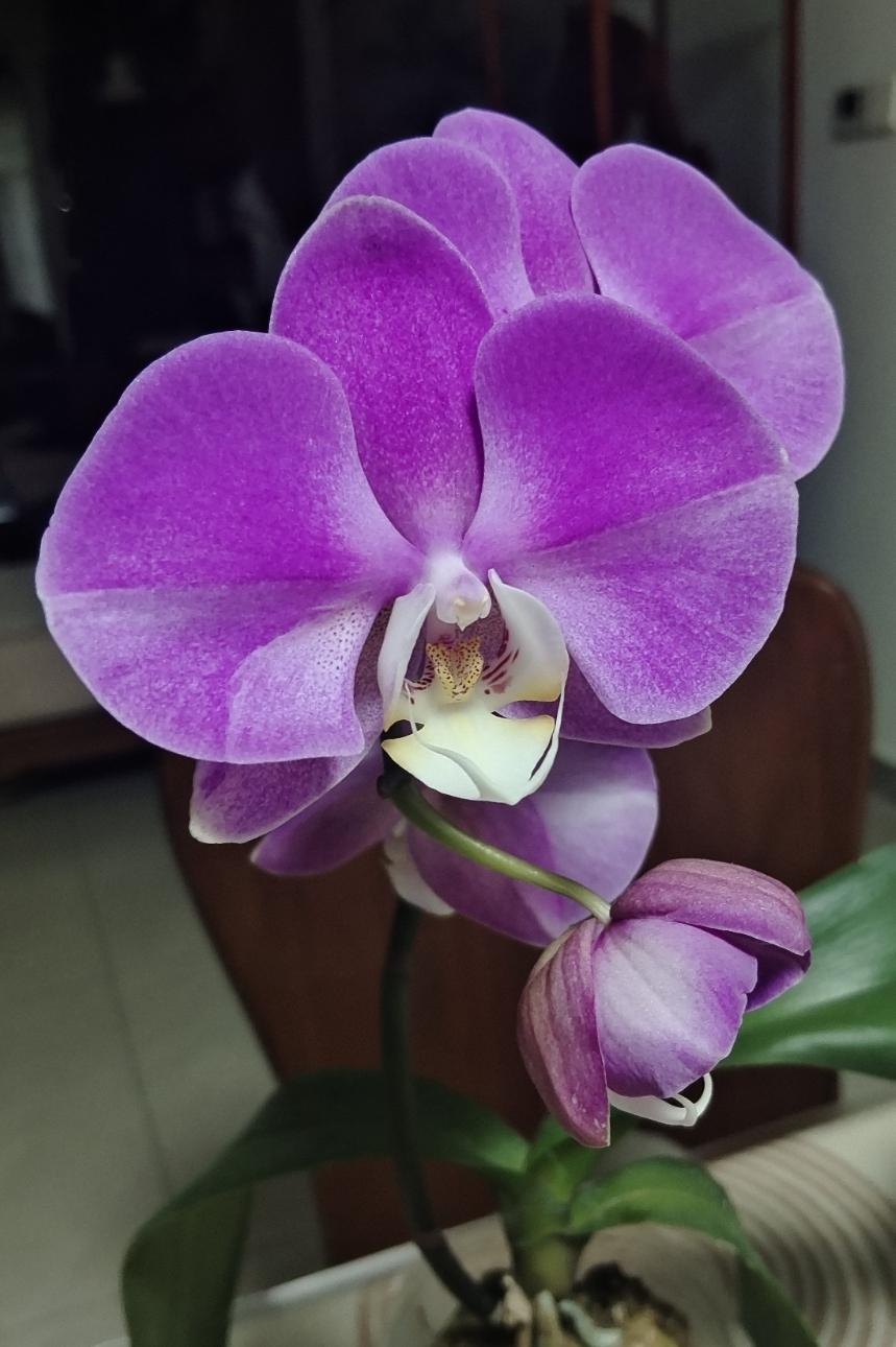 蝴蝶兰开花了，还不错吧

只买了一株，花剑上总共5个花苞。当初买的时候带着花剑，