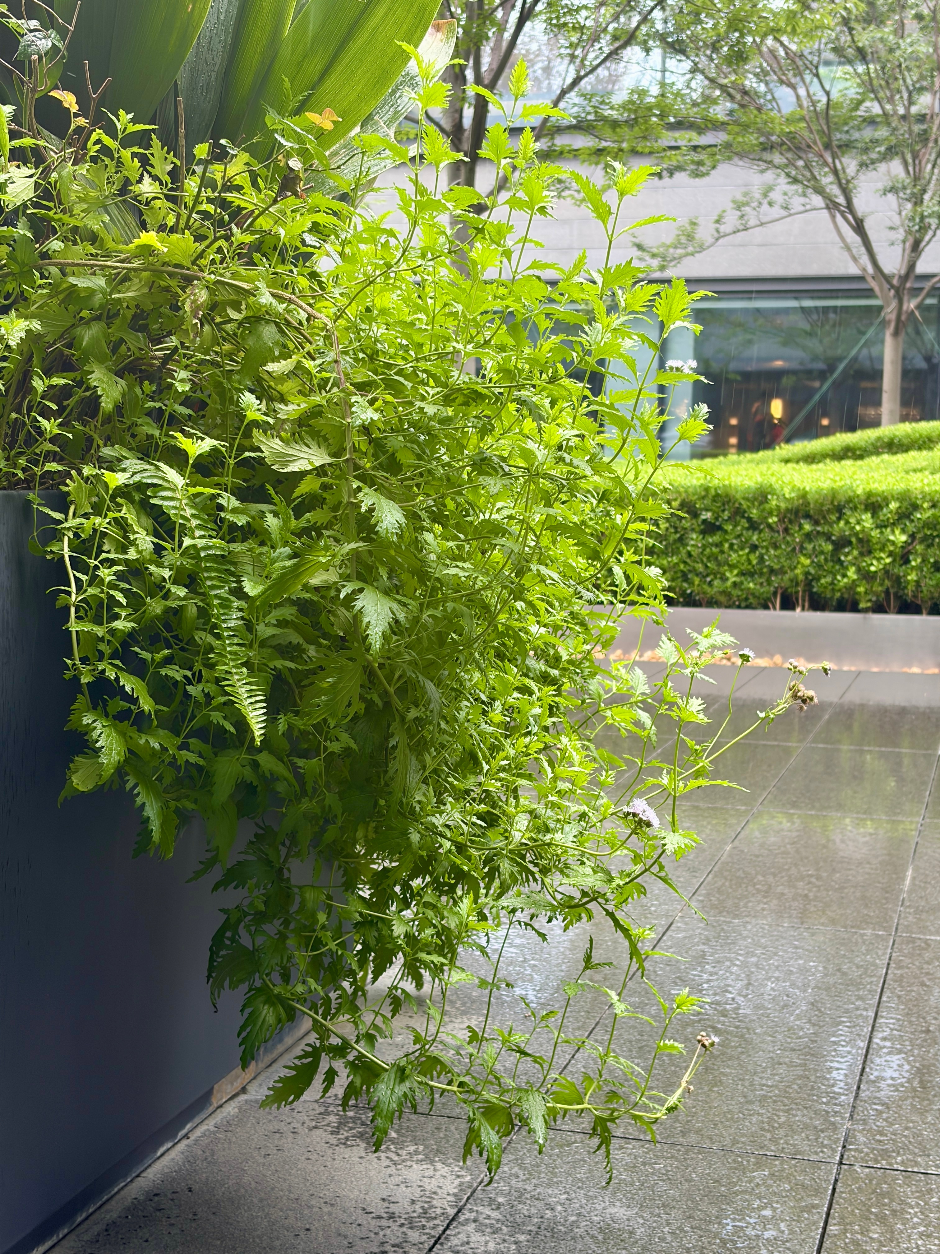 下雨了 上海·南码头