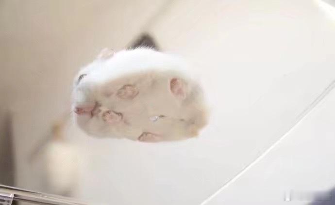 都是我自存的仓鼠图 