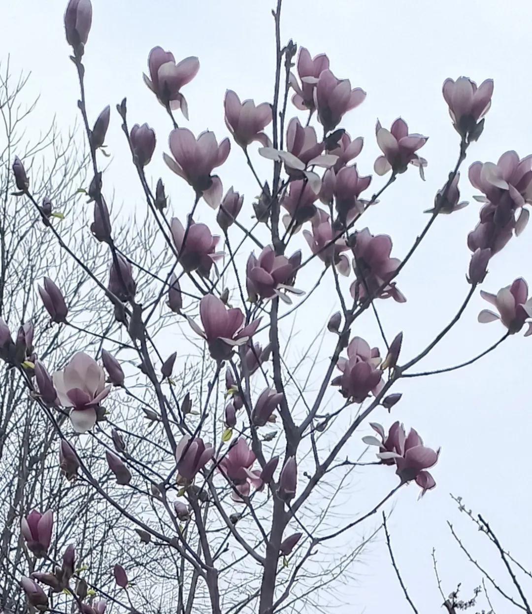 老叔头拍摄的花，和朋友们一起分享！