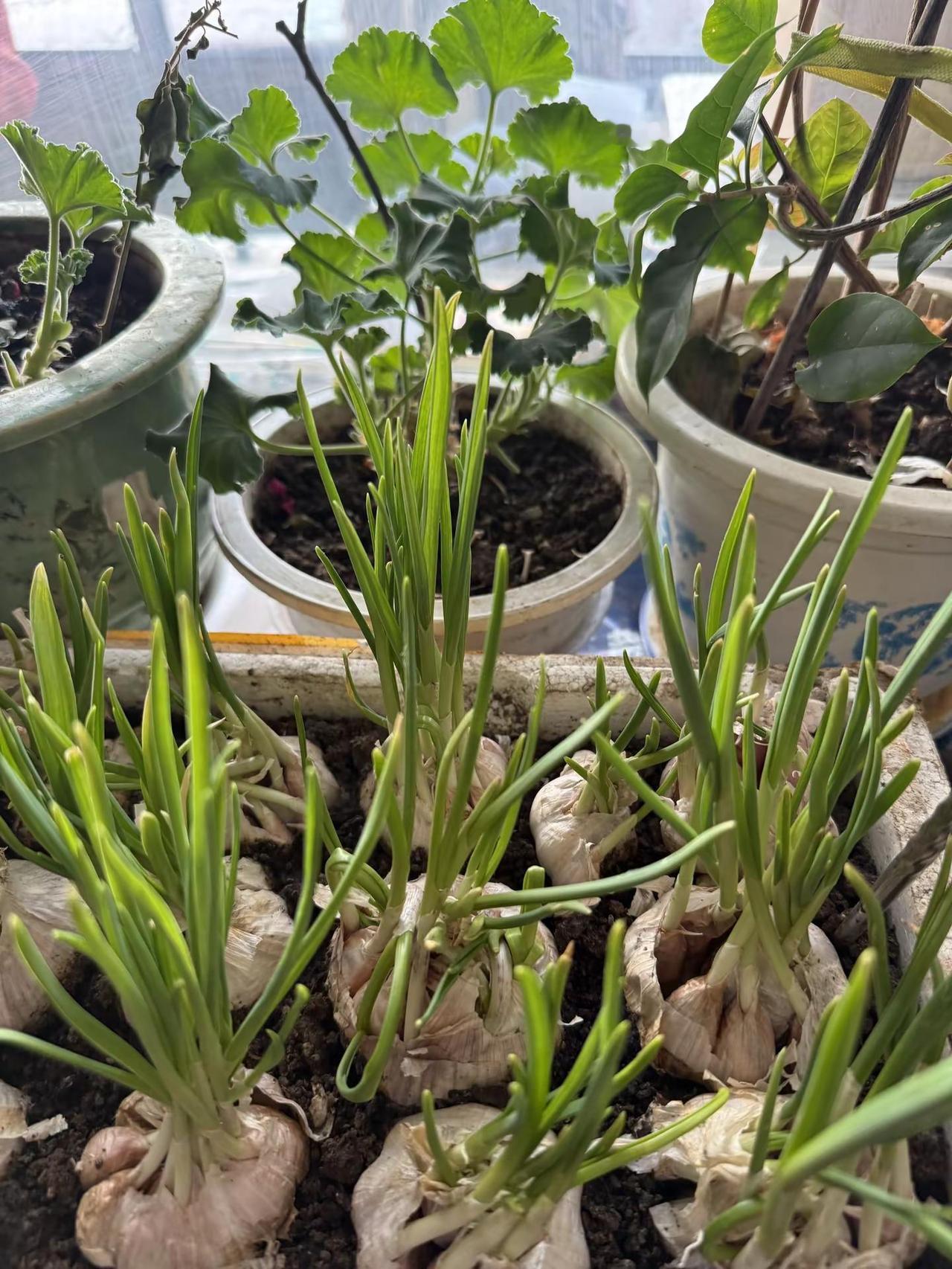 这就是东北窗台基本操作！立春就要有点绿植！这是我们东北的绿植。记录我的种植生活 