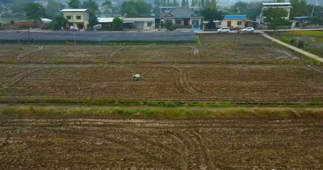 【无人机上岗，种地快到飞起】农忙季节，五通桥区冠英镇的田间地头一派繁忙。记者在稻