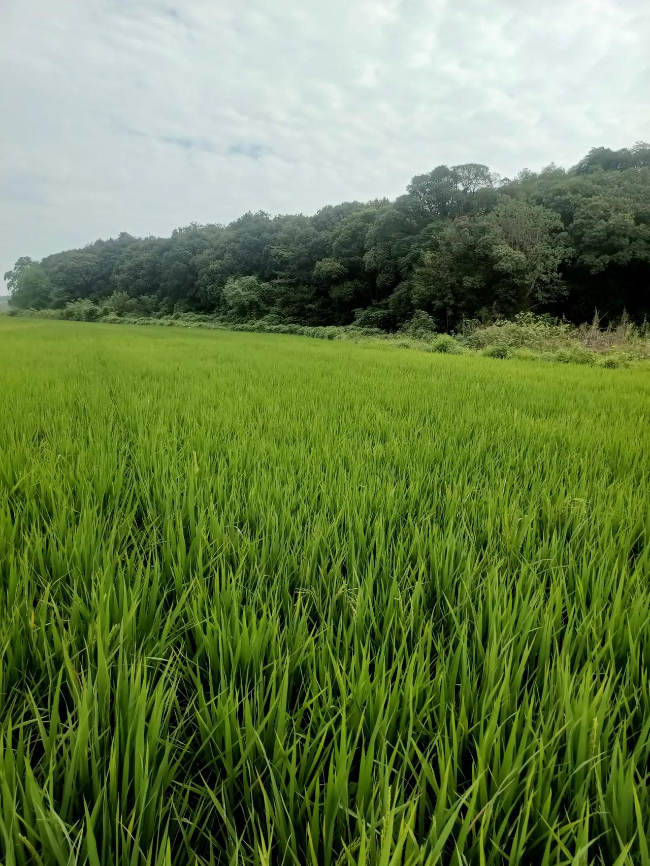 #秋日生活打卡季#秋日浪漫