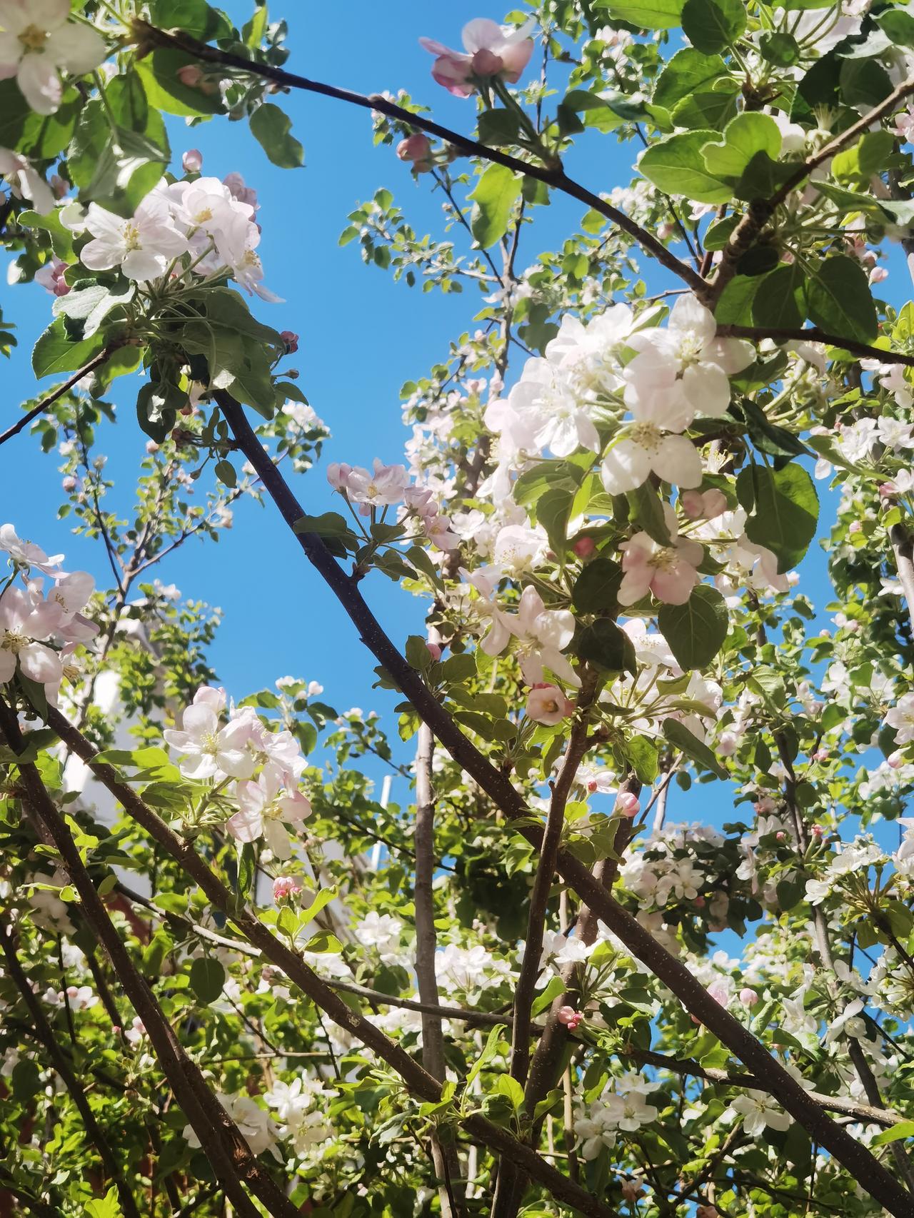 院内一棵苹果树
开出一树小白花
一朵小花结个果
秋天才能吃苹果