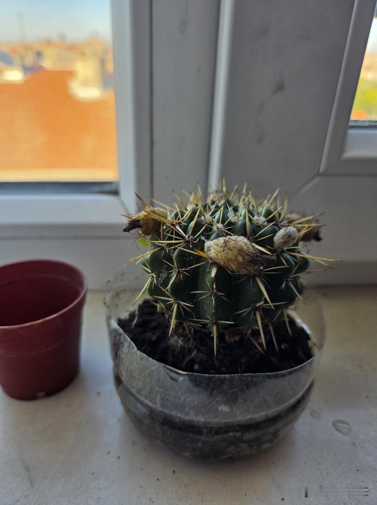此身如絮，四海随风飘，落地生根，就要像仙人球，谁碰我都要付出代价。