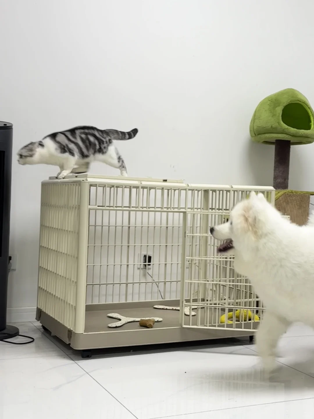猫狗不能和平相处咋办？