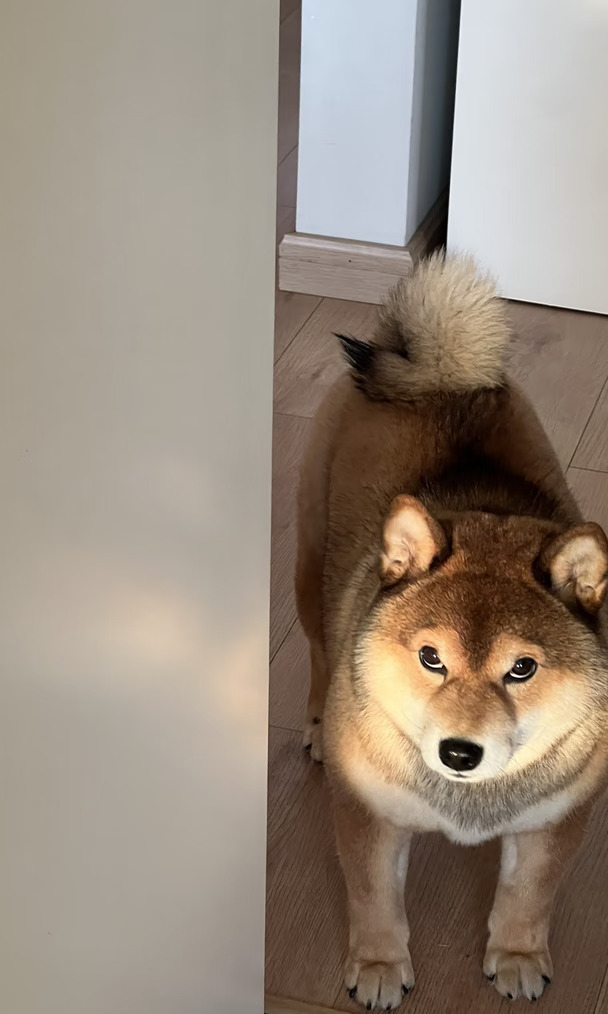 你好呀，脸包头小狗