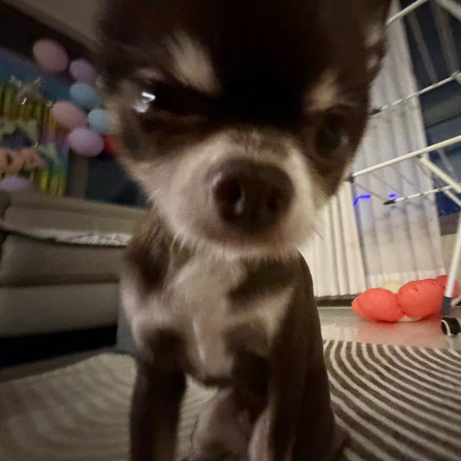 你想要的吉娃娃头像都在这里吉娃娃｜头像｜萌宠头像 