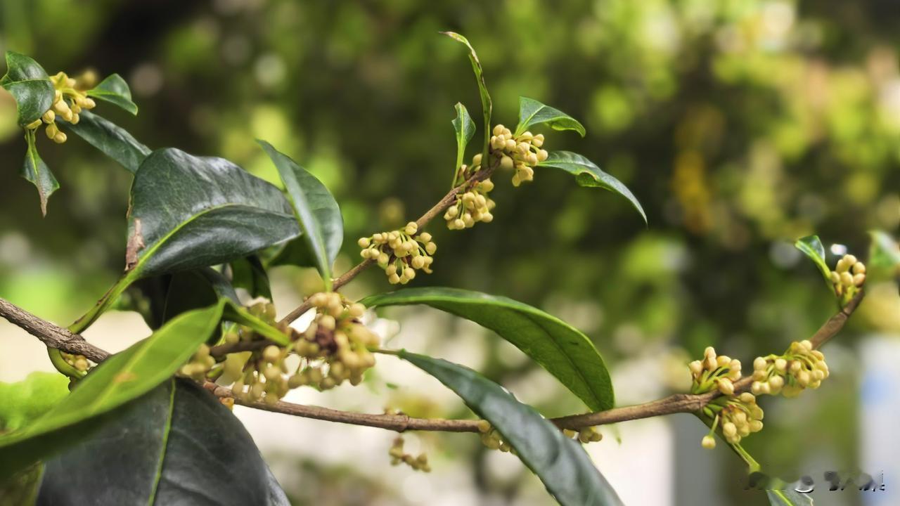 【十楼杂记】桂花
最是凭栏处，新秋初著花。
一缕馨香送，清韵到谁家？