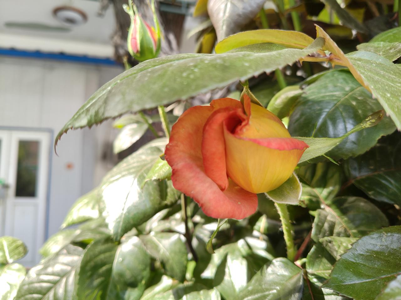 向阳花木早逢春，千真万确！
丰台院内的一株月季花，在大树的荫影中透过一抹阳光，每