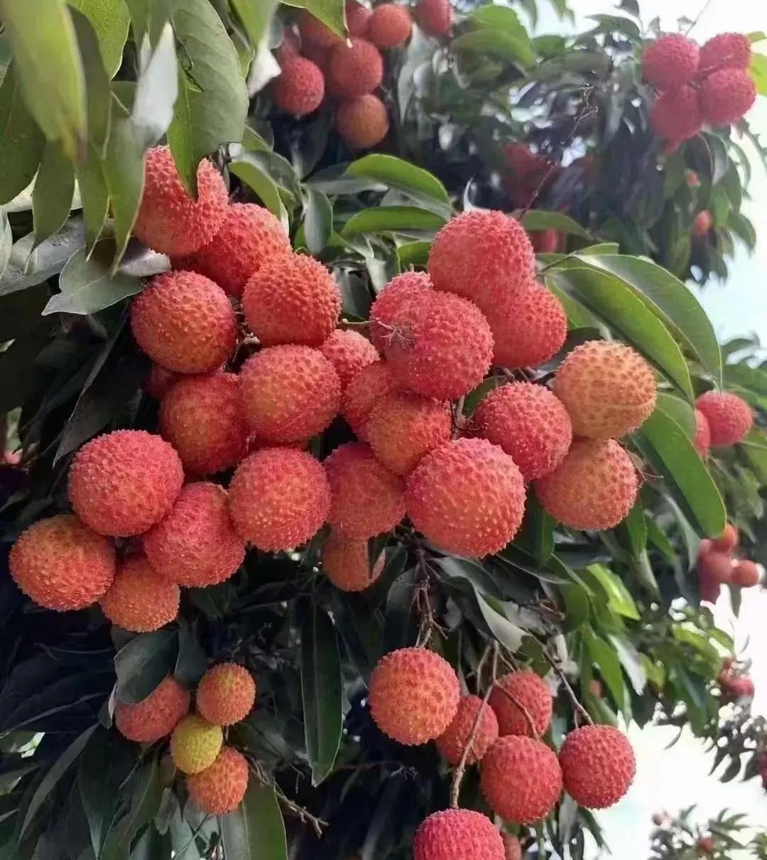 天公不作美，本来荔枝收购价格就很低了，这下好了，台风蝴蝶又来了。台风一来，收购商