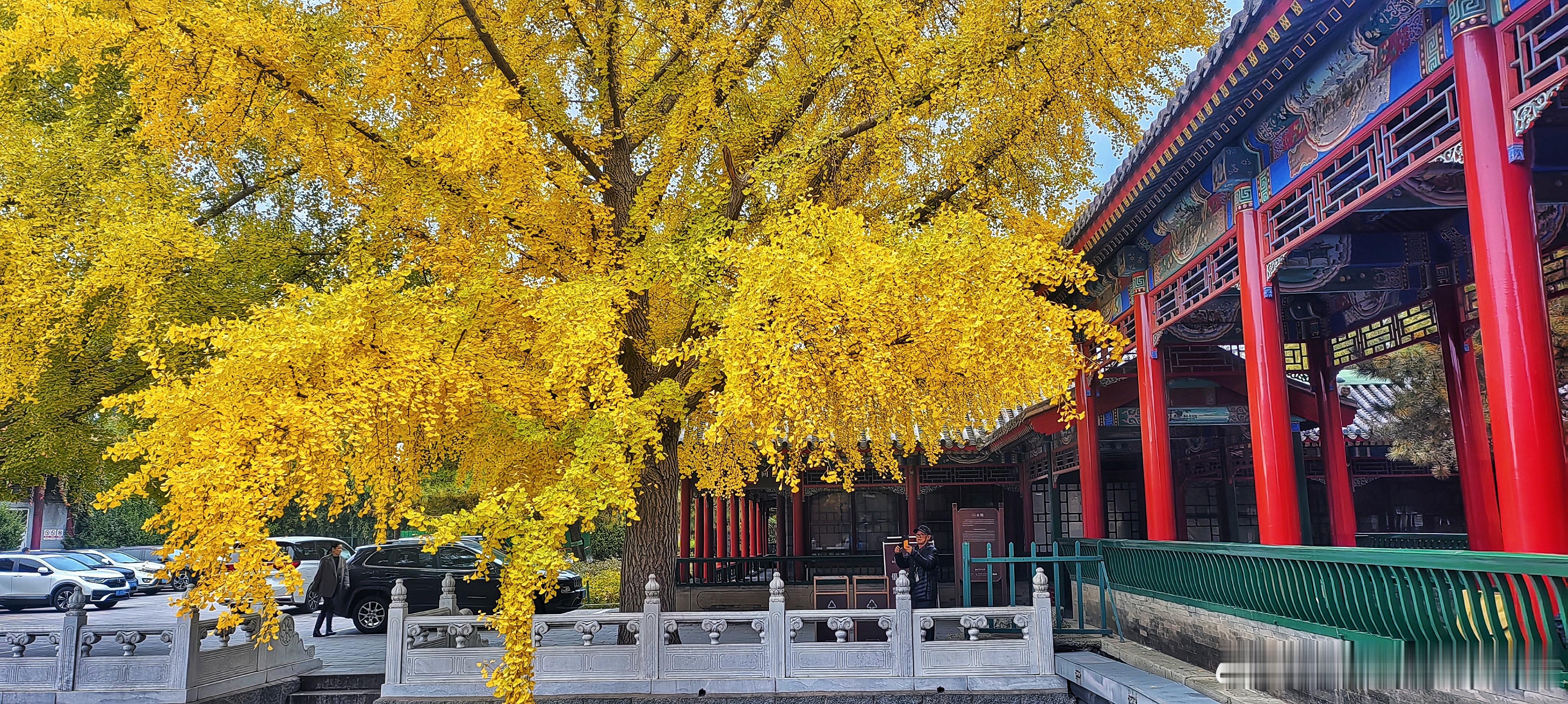 中山公园银杏2025.10.31北京你好[超话] 摄影​​​