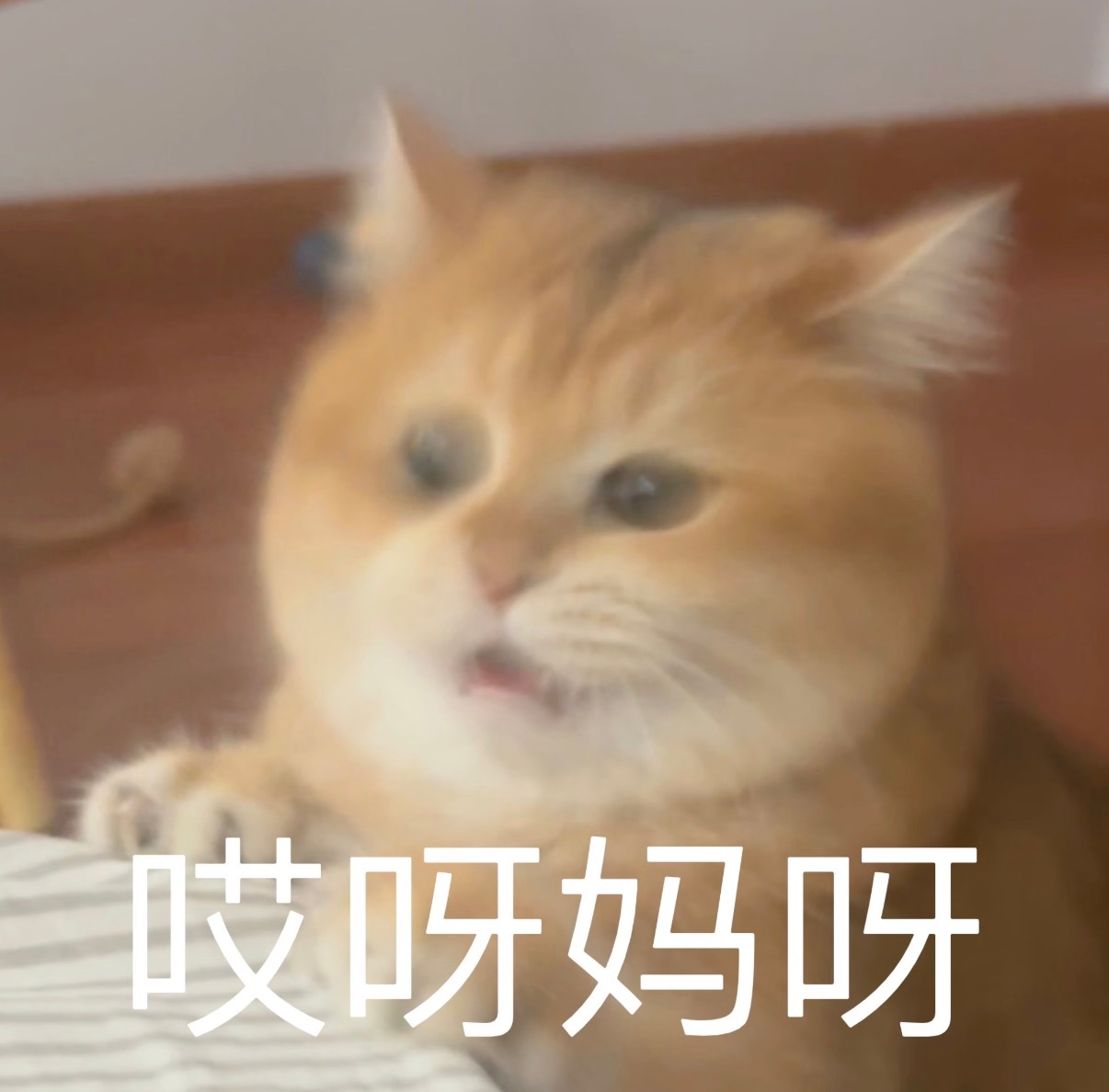 ？啊我为啥又红了？我啥也没干啊最近 