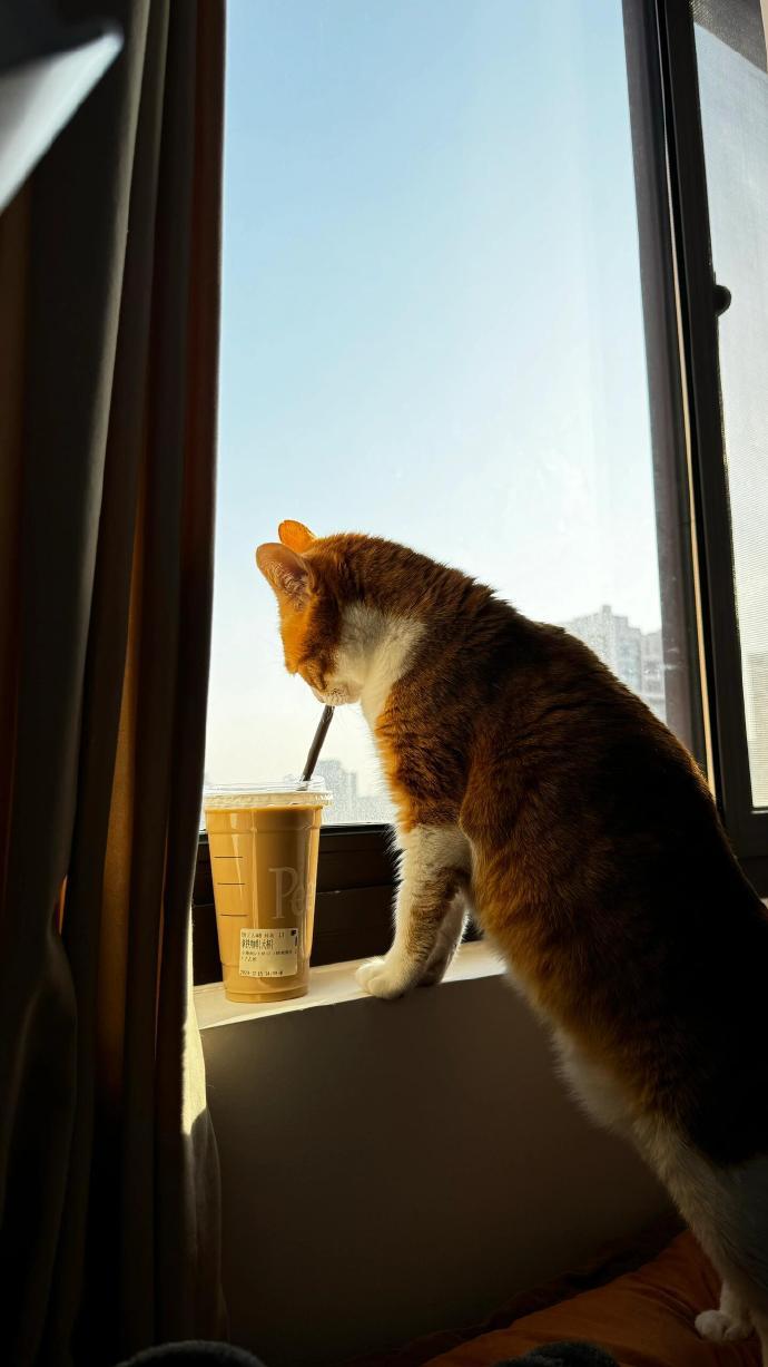 这才是真正的猫屎咖啡