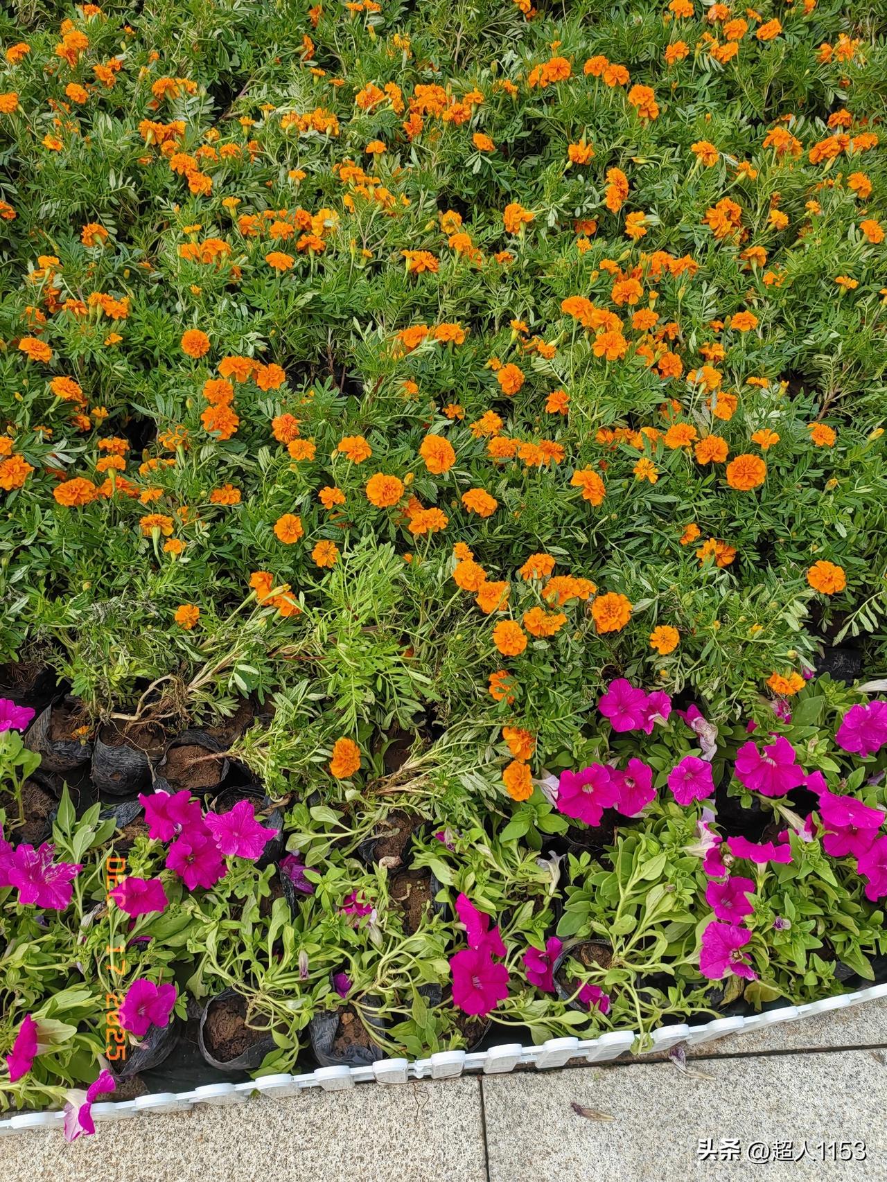 友们一起对对联！
动动手来动动脑，
头脑灵活人不老。

[玫瑰][微风]《原创》