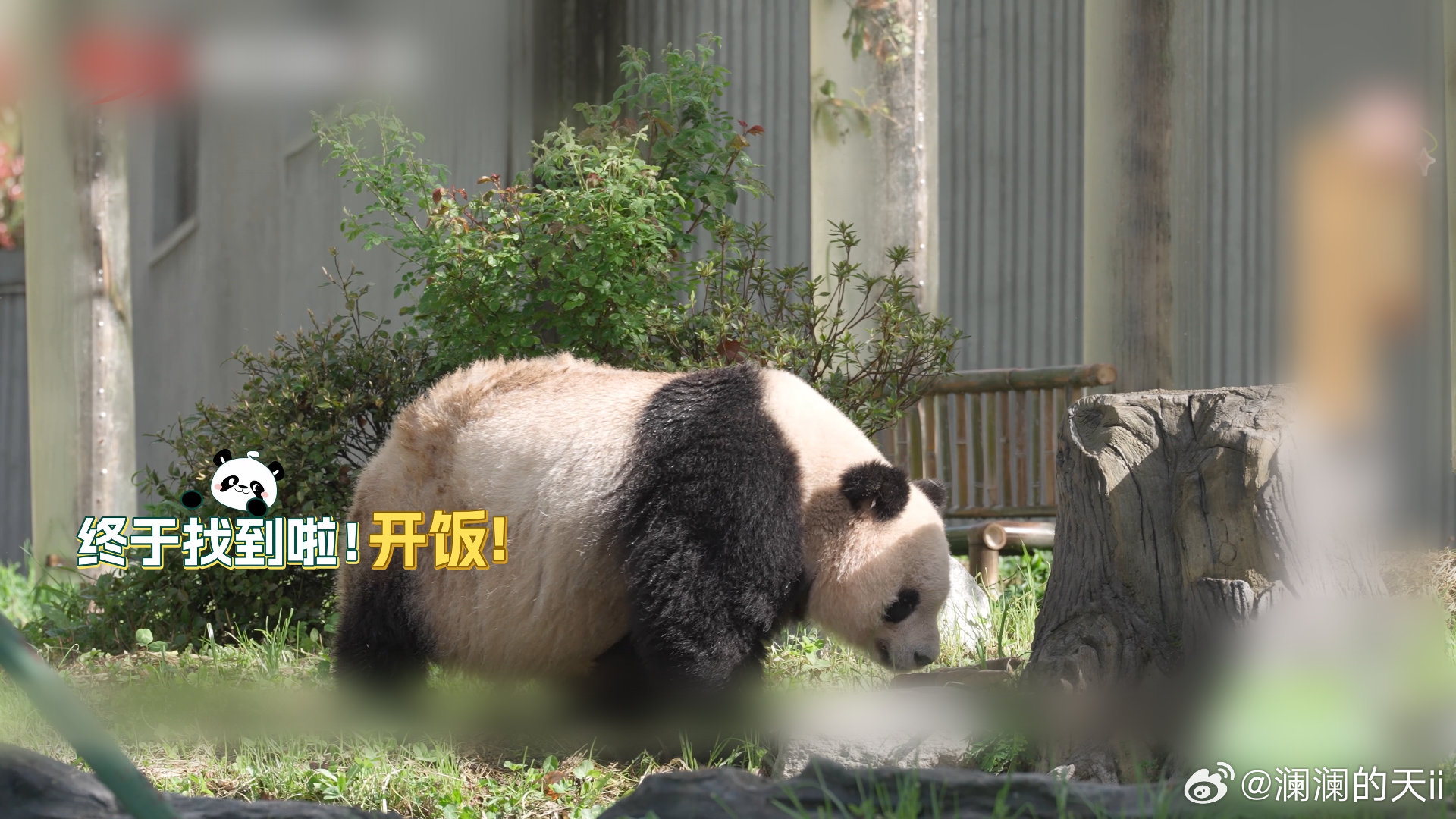 去成都体验老年熊猫的慢生活 今天的节目马上就要开始啦，不仅有野生熊猫宿舍展示，还