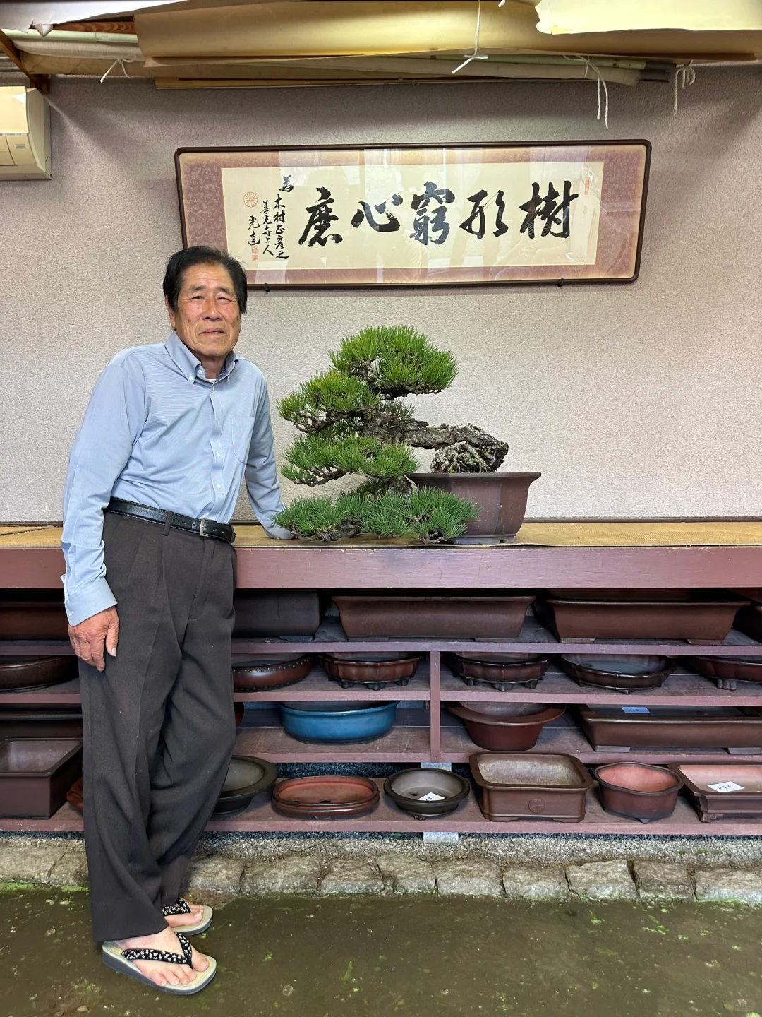 盆景巨匠木村老爷子院子收回来的一颗黑松