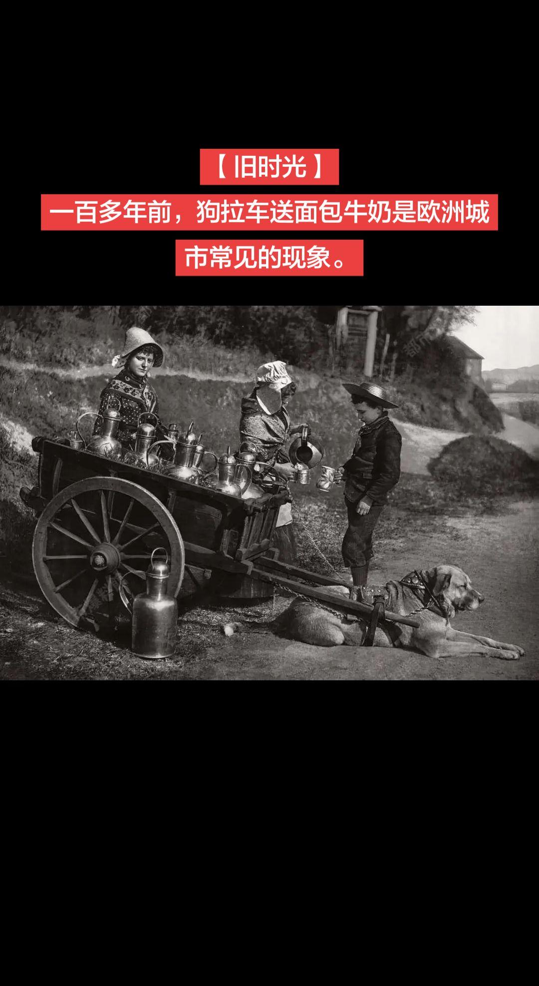 【旧时光】一百多年前，狗拉车送面包牛奶是欧洲城市常见的现象。