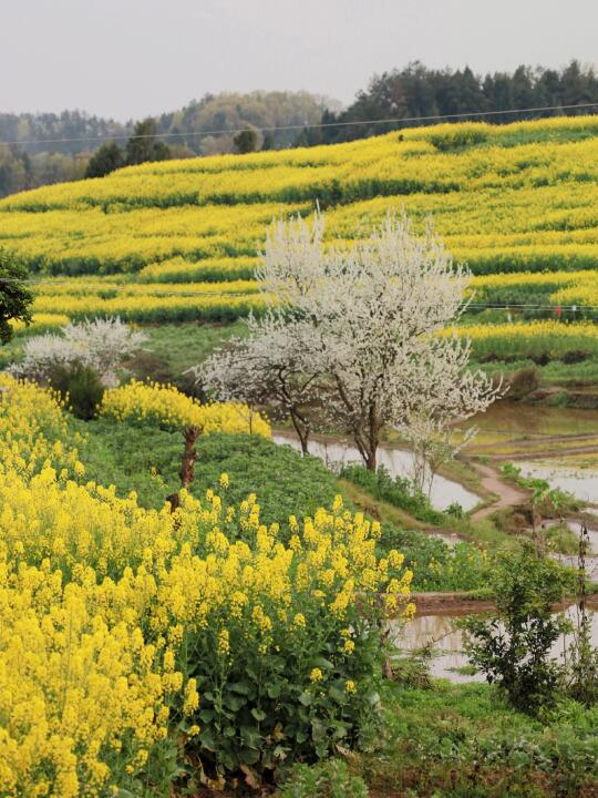 深圳高铁直达的四个小城🌳清明选一个去玩