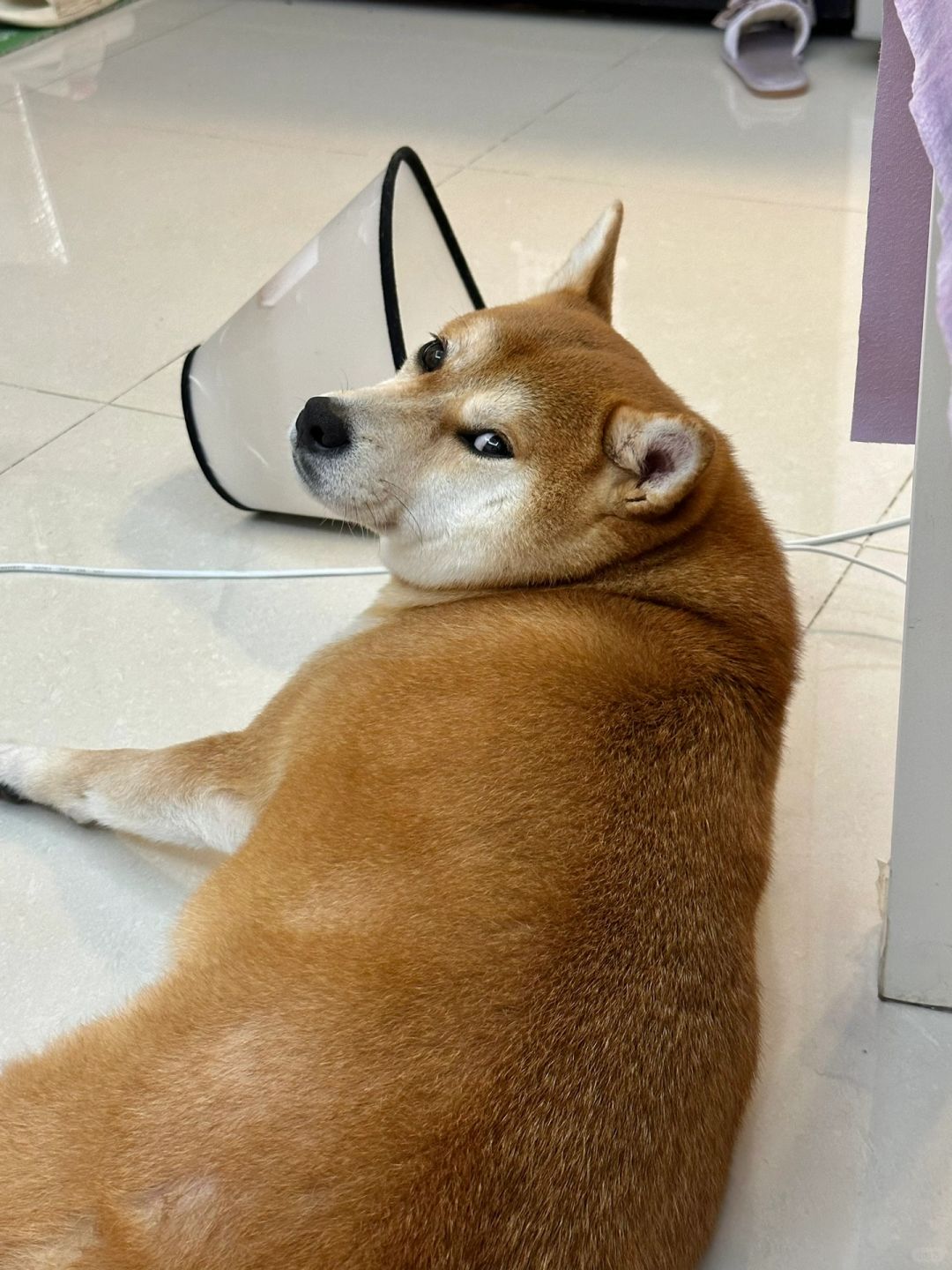 哪来的大耗子