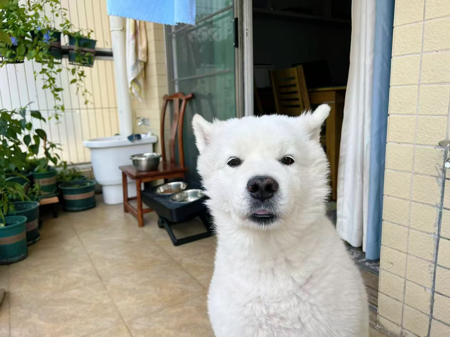 困成狗