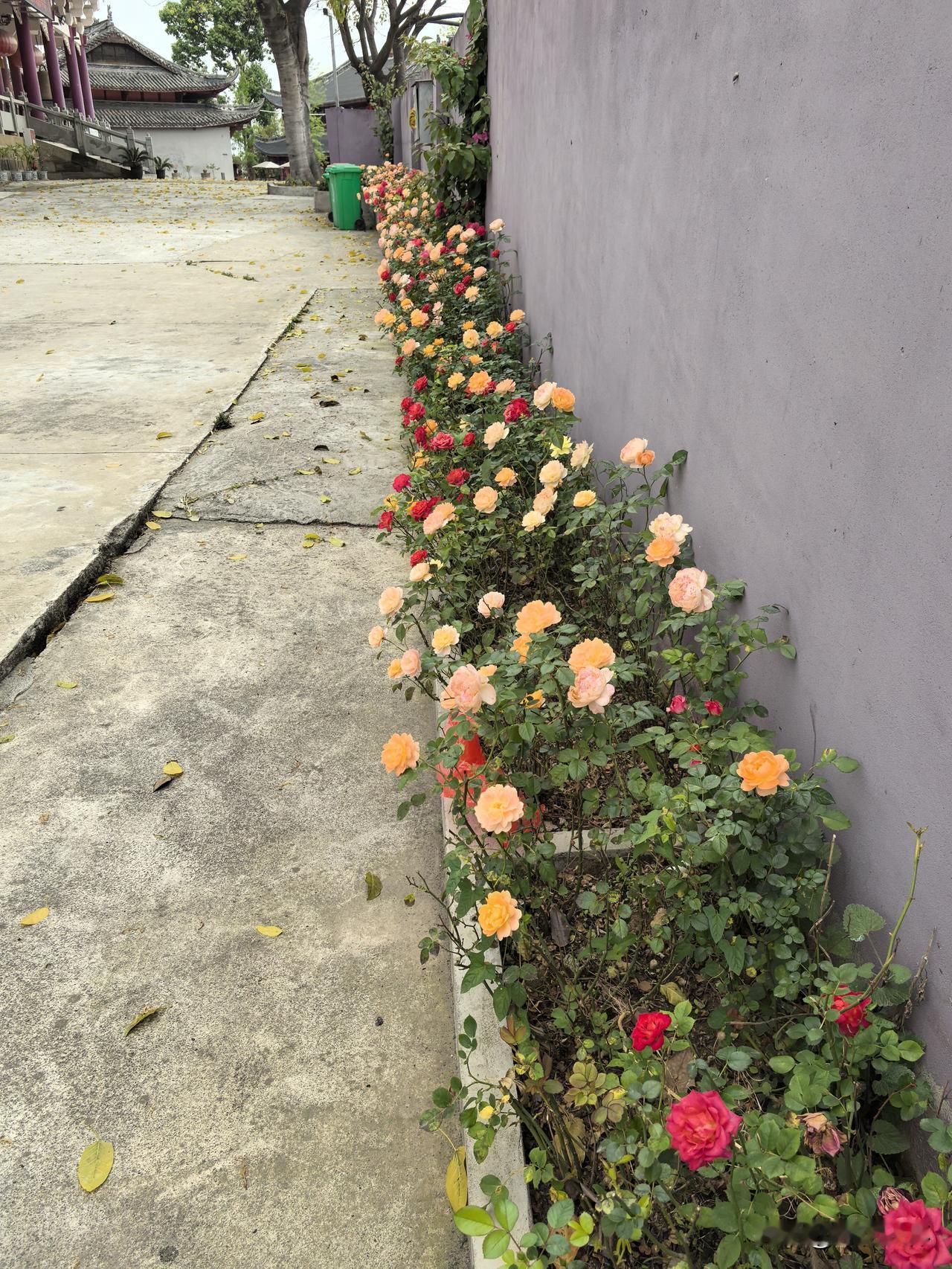 很久没去这个庙子了，难得一见，是顺墙新种的这一排月季，五颜六色，争奇斗妍，这个世